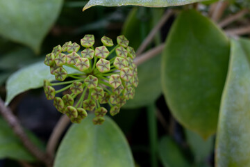 Close up of flowers of Hoya incrassata, so called wax plant.