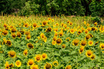 Sunflower crop in the farmer Agriculture  field