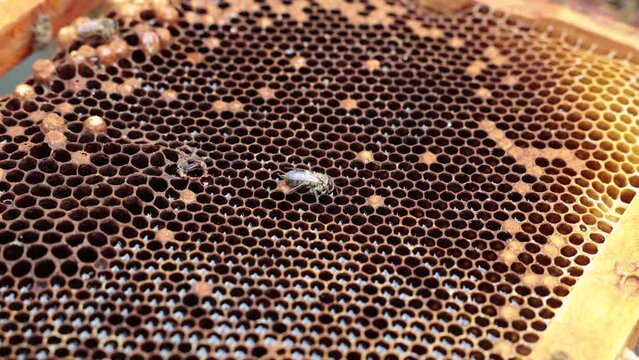A newborn drone on the honeycomb. Birth of a drone bee 4k video. Apiculture or beekeeping concept handheld footage.