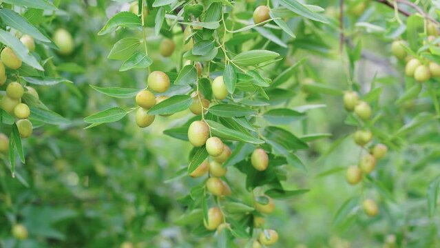 jujube fruits on a tree on a background of green leaves