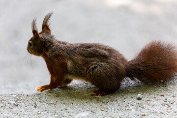 Squirrel on the ground in a park