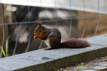 Squirrel on the ground in a park