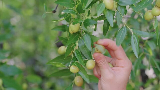 hand Pick dates from jujube trees