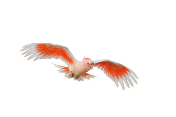 Beautiful of Major Mitchell's Cockatoo flying isolated on transparent background png file