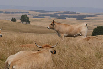 Aubrac cows in the countryside of Lozere surrounded by nature in the south of France, High quality photo