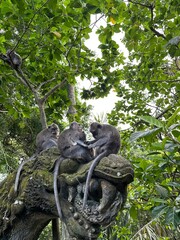 Monkeys taking care of eachother