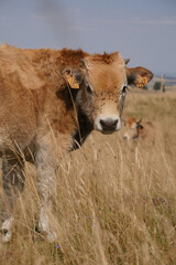 Aubrac cows in the countryside of Lozere surrounded by nature in the south of France, High quality photo