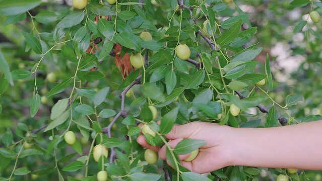 hand Pick dates from jujube trees