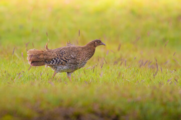 Wild horton plains in sri lanka