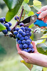 Grapes harvest - 644726146