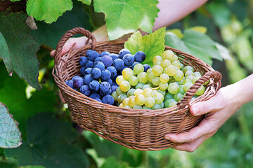 Grapes harvest