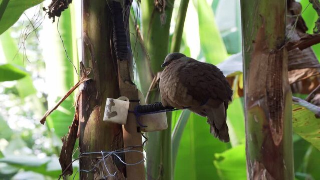 Close-up shot of cute Philippine Collared Dove resting on perch in tropical jungle.