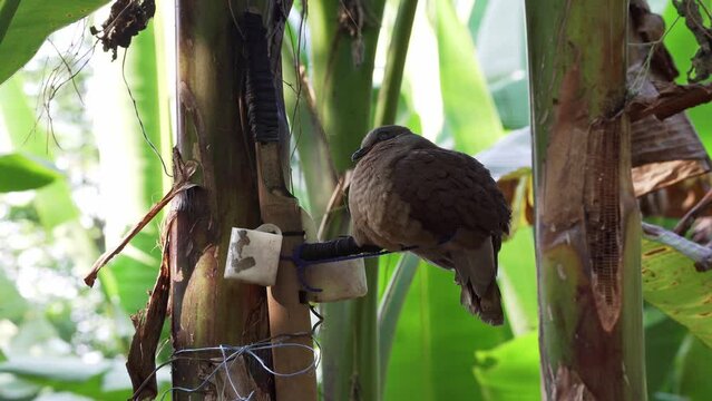 Sleeping Philippine Collared Dove perched on a native tree in Catanduanes, Philippines. Close-up shot.