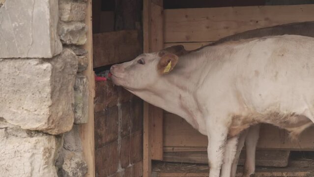 Close Up Of Two Domestic Young Cows Suckling Milk On Rubber Teats.