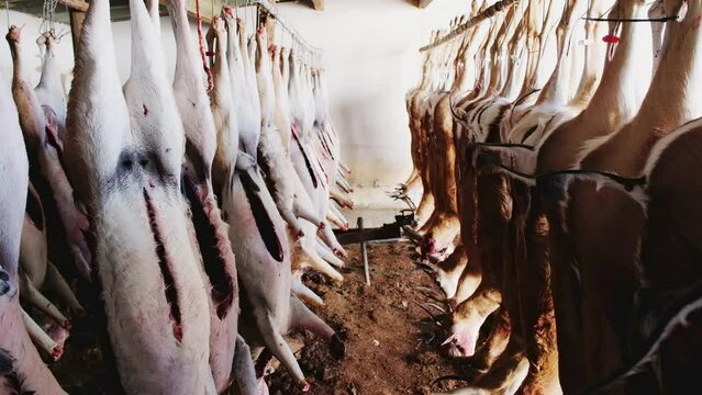 Rows of hunted and disembowelled springbuck gently swaying as they hang in shed