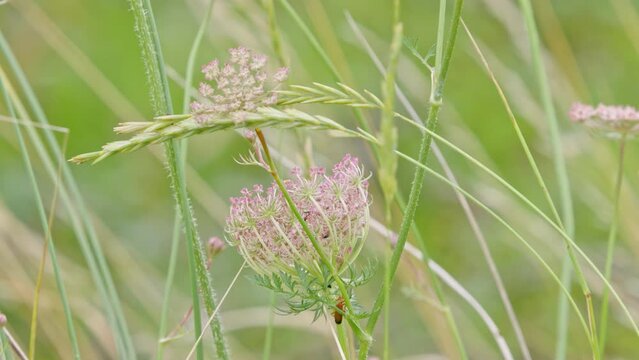 Close up of the Wild Carrot flower, also known as Bee's Nest, Queen Anne's Lace,Bishop's Lace and Birds nest flower
