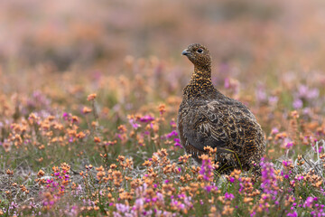 Red Grouse, Scientific name: Lagopus Lagopus.  Close up of a Red Grouse in early Autumn as the blooming heather starts to fade..  Facing left.  Space for copy.  Horizontal.