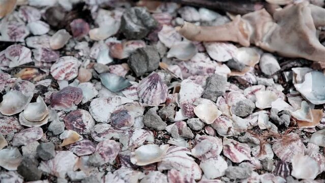 Small oyster shells rocks and a crabs claw on the ground near a pearl farm in Tahiti