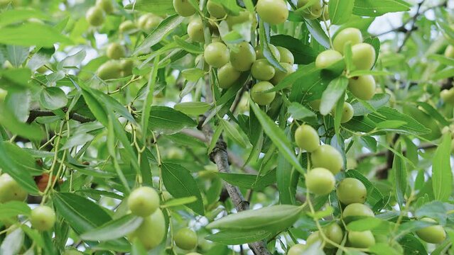 jujube fruits on a tree on a background of green leaves
