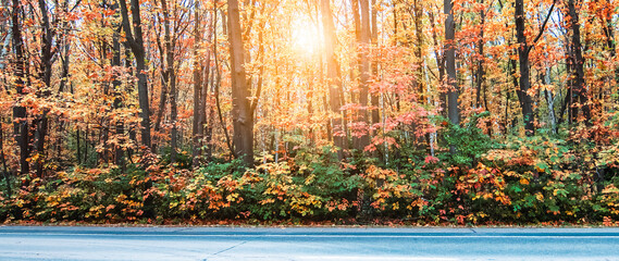 Autumn landscape with colorful forest at sunset.