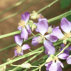 Purple flowers, green leaves and stems,spring sunshine