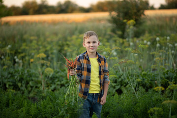 Cute young kid boy child picking fresh organic carrots in a garden or farm, harvesting vegetables. Agriculture, local business and healthy food concept.