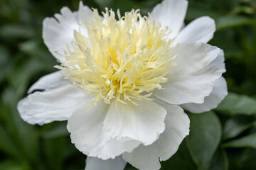 Peony variety 'Honey Gold'. Beautiful creamy white flowers with yellow center, close-up