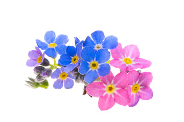 forget-me-not flower isolated