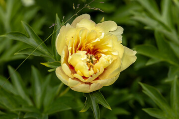 Paeonia Itoh Hybrids Lolliepop in the spring garden