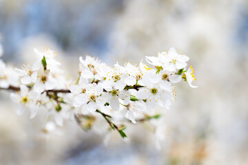 landscape of cherry blossoms in spring