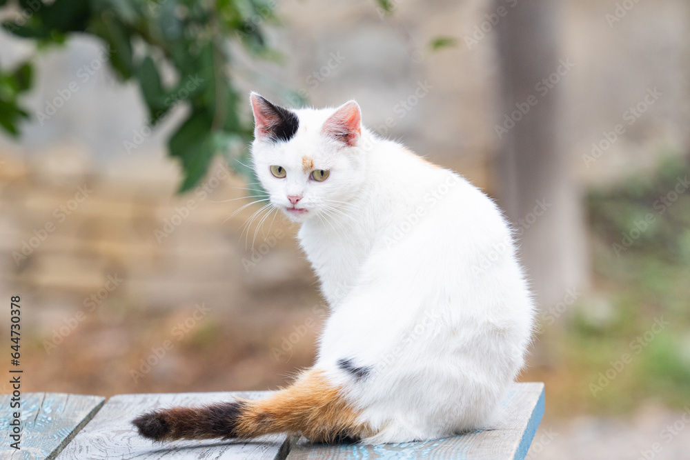 Poster cat sitting on the street