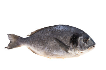 dorado fish isolated