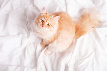 Fluffy tabby ginger cat sitting in bedroom on white sheets, top view. - Powered by Adobe
