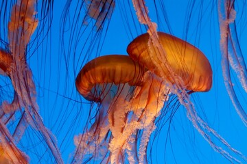 Closeup of Beautiful Jellyfish on Blue Ocean Background