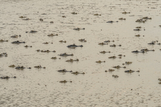 Black kajman Melanosuchus niger south america