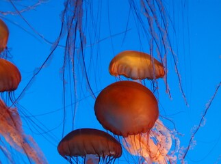 Beautiful Jellyfish deep underwater wallpaper image. 
