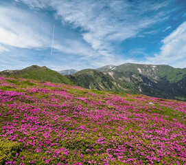 Fototapeta premium Blossoming slopes (rhododendron flowers ) of Carpathian mountains, Chornohora, Ukraine. Summer.