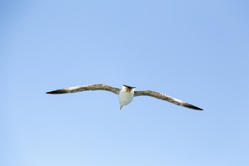 seagull flying in the sky