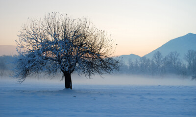 the lonely tree among the fog and snow