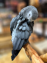 portrait of a parrot on blurred background