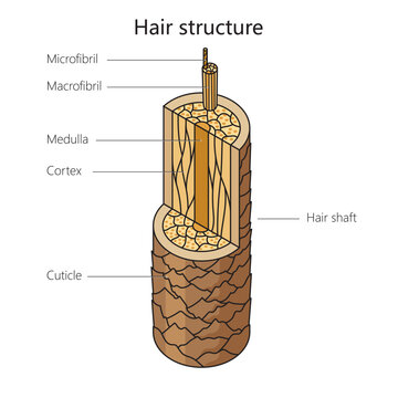 Human Hair Structure Diagram Schematic Vector Illustration. Medical Science Educational Illustration