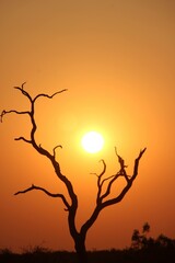 tree sunset © Roman
