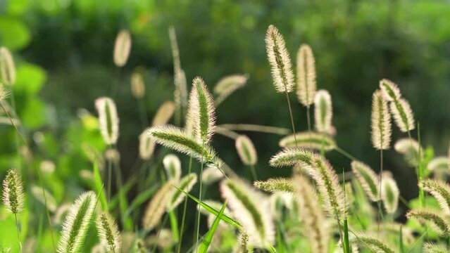 Setaria Viridis swaying in the wind due to backlight at nature field