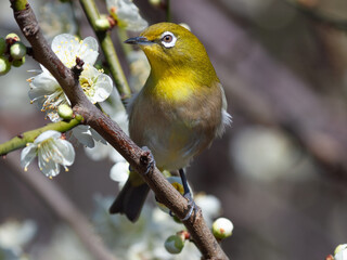 梅の花と野鳥のメジロ