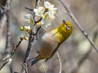 梅の花と野鳥のメジロ