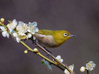 梅の花と野鳥のメジロ