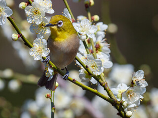 梅の花と野鳥のメジロ