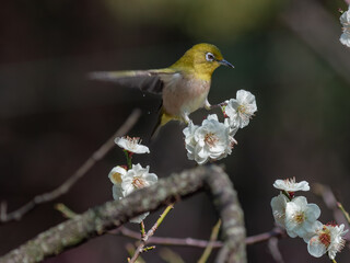 梅の花と野鳥のメジロ