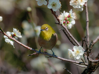 梅の花と野鳥のメジロ