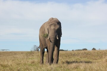 Obraz premium elephant